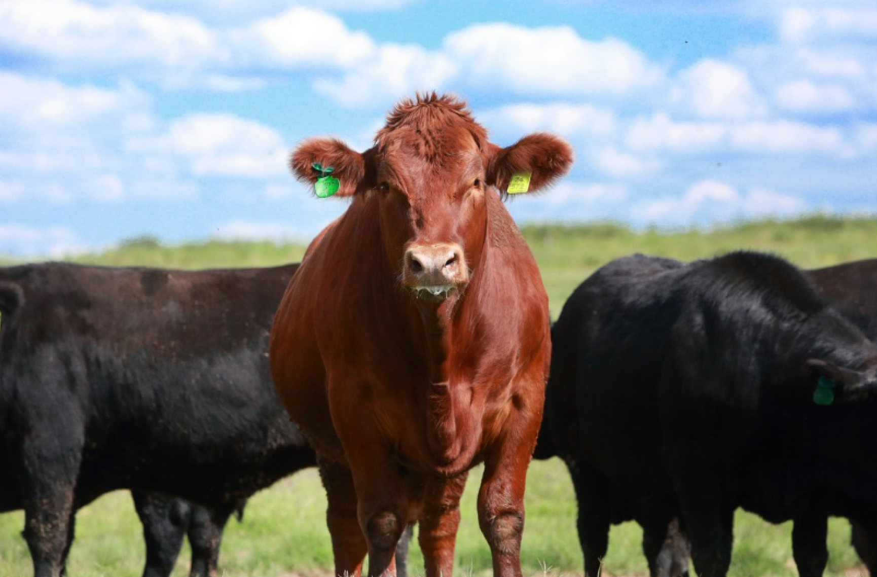 Supporting Responsible Farming
