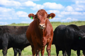Supporting Responsible Farming