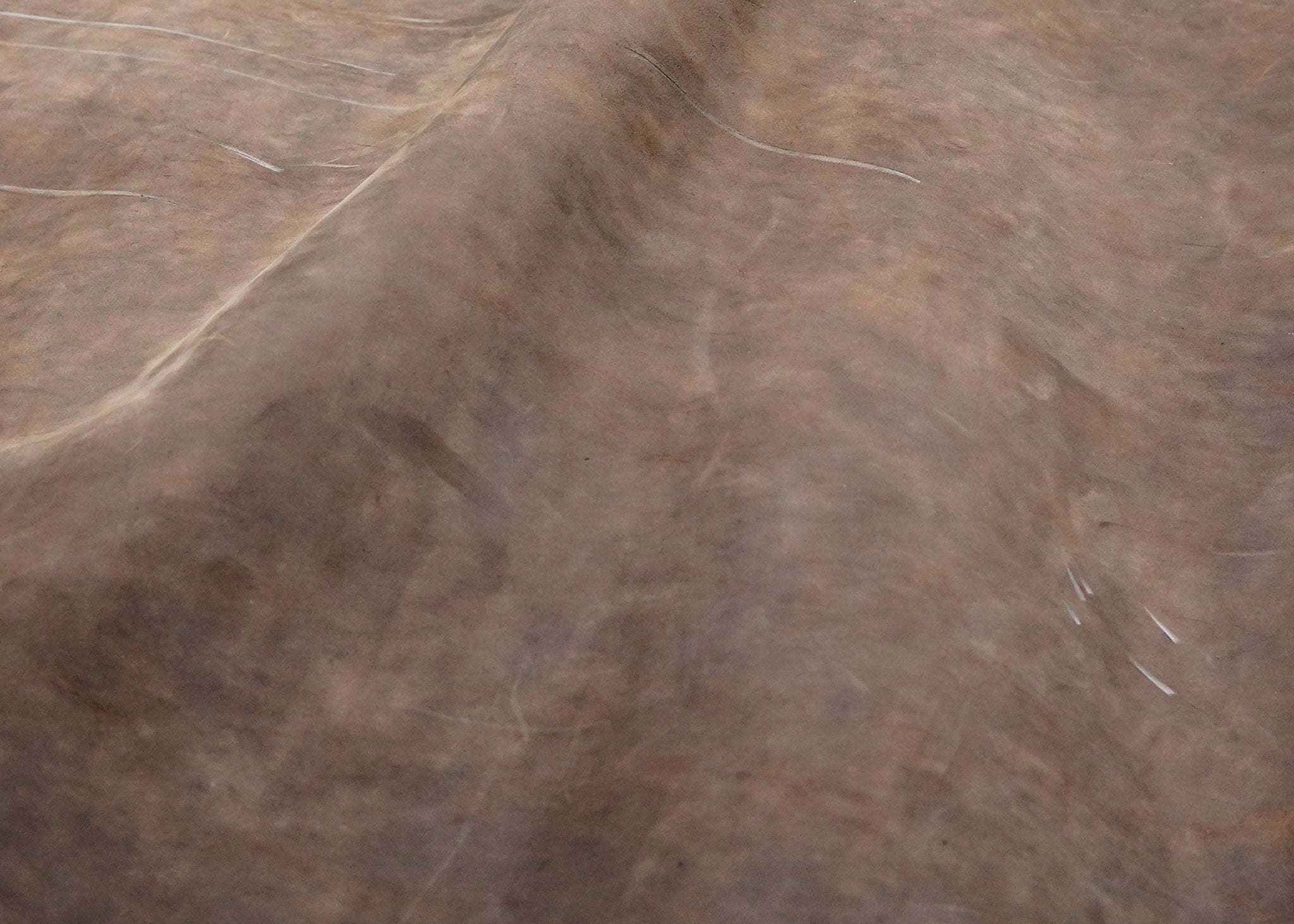 GREASY HORSE FOSSIL